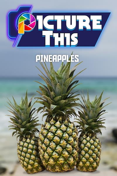 Picture This - Pineapples